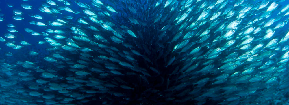 Banc de poissons